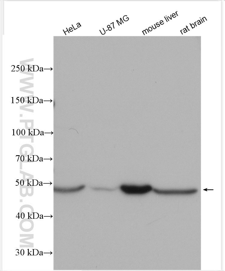 Western Blot (WB) analysis of various lysates using BMT2 Polyclonal antibody (21744-1-AP)