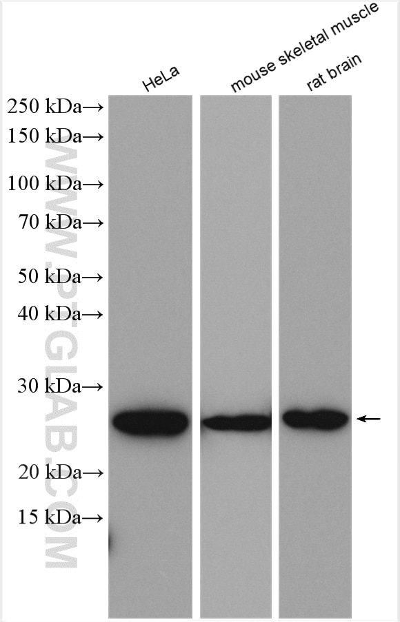 Western Blot (WB) analysis of various lysates using BNIP1 Polyclonal antibody (15964-1-AP)