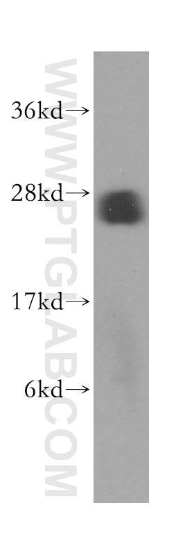 BNIP1 Polyclonal antibody