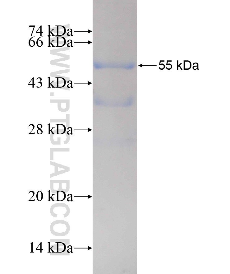 BNIP1 fusion protein Ag8737 SDS-PAGE