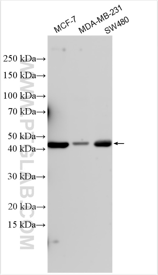 Western Blot (WB) analysis of various lysates using BNIP2 Polyclonal antibody (10361-1-AP)
