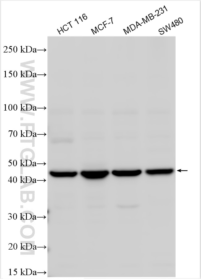 Western Blot (WB) analysis of various lysates using BNIP2 Polyclonal antibody (10361-1-AP)