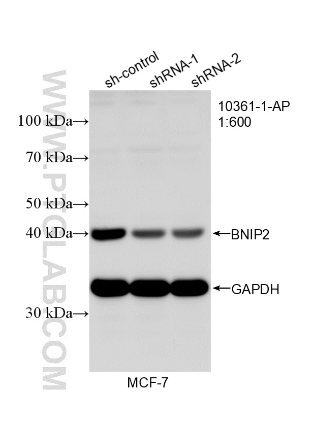 WB analysis of MCF-7 using 10361-1-AP (same clone as 10361-1-PBS) Western Blot (WB) analysis of MCF-7 cells using BNIP2 Polyclonal antibody (10361-1-AP)