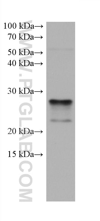 Western Blot (WB) analysis of HSC-T6 cells using BNIP3 Monoclonal antibody (68091-1-Ig)