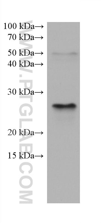 Western Blot (WB) analysis of NIH/3T3 cells using BNIP3 Monoclonal antibody (68091-1-Ig)