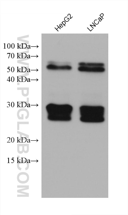 Western Blot (WB) analysis of various lysates using BNIP3 Monoclonal antibody (68091-1-Ig)