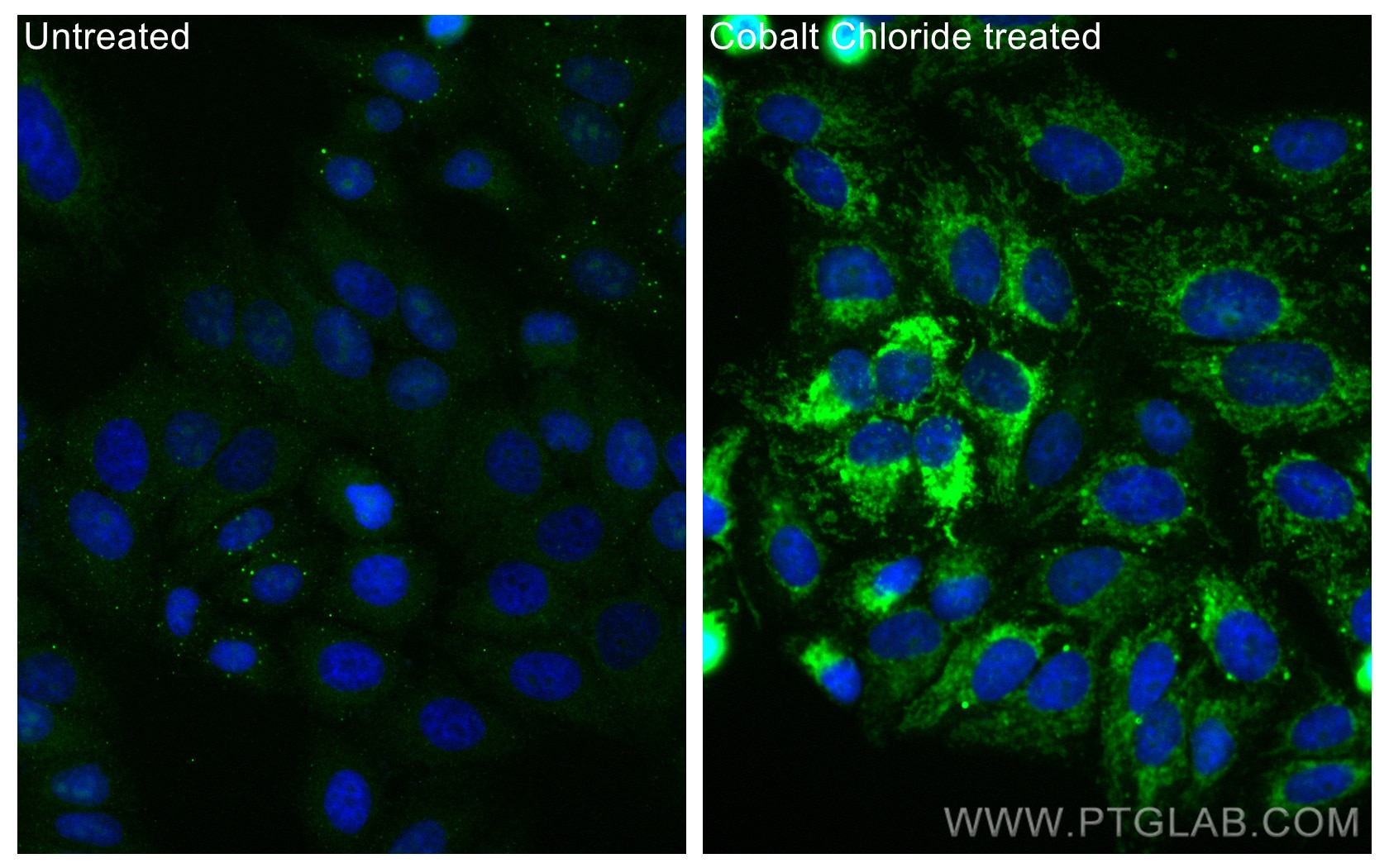 Immunofluorescence (IF) / fluorescent staining of HepG2 cells using CoraLite® Plus 488-conjugated BNIP3 Monoclonal ant (CL488-68091)