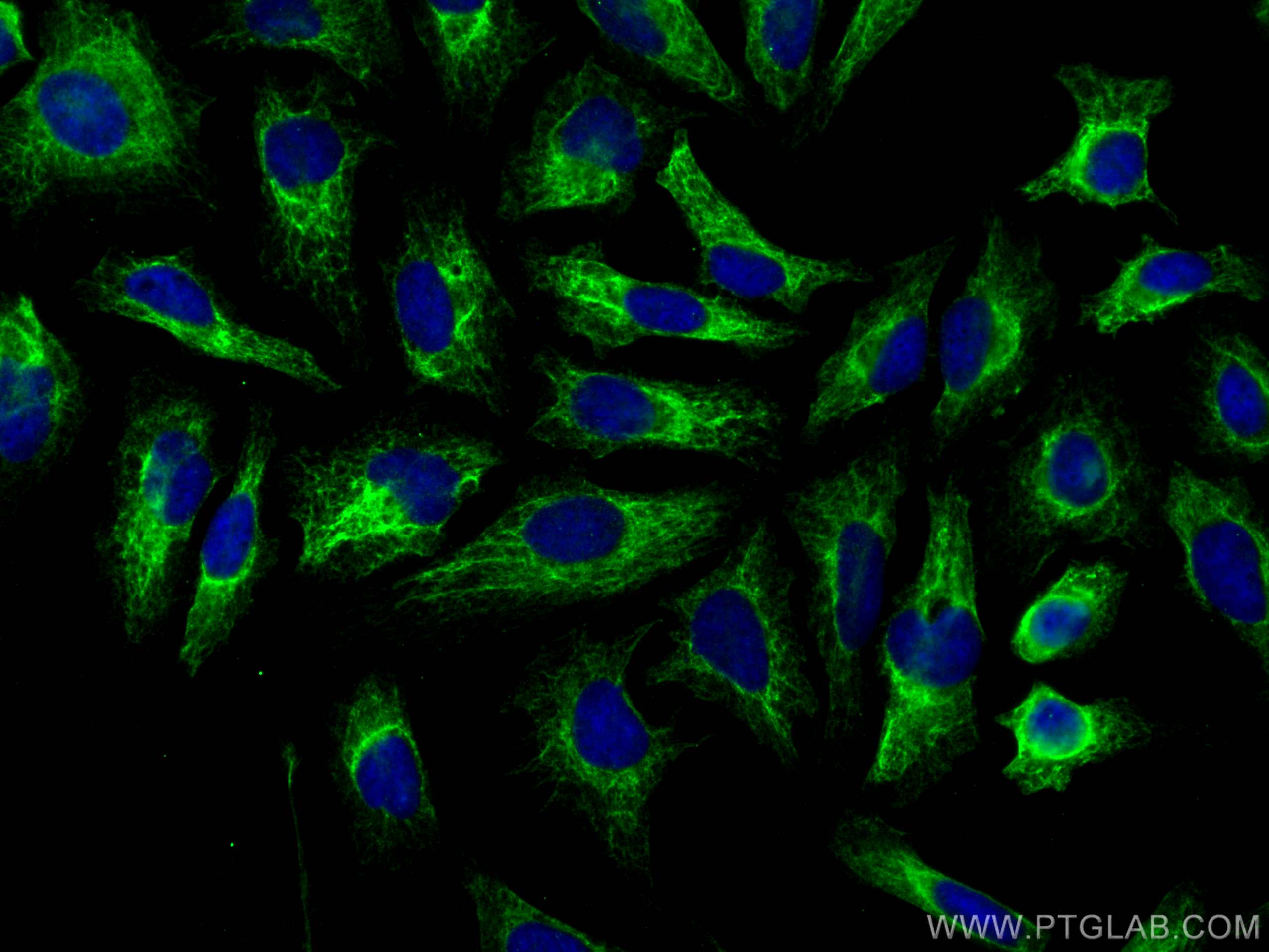 IF Staining of HeLa using 68118-1-Ig