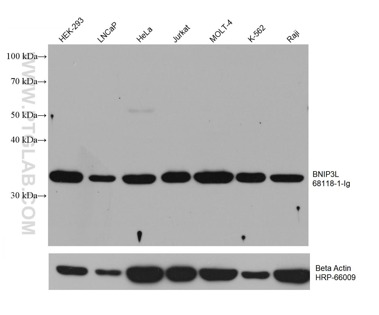 Western Blot (WB) analysis of various lysates using BNIP3L Monoclonal antibody (68118-1-Ig)