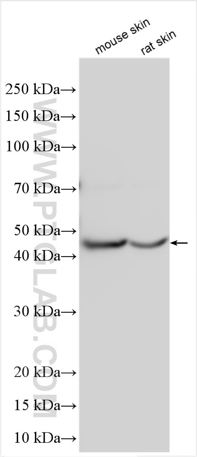 Western Blot (WB) analysis of various lysates using BNIPL Polyclonal antibody (13262-1-AP)