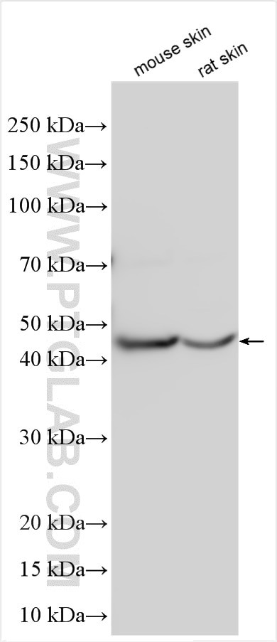 WB analysis using 13262-1-AP