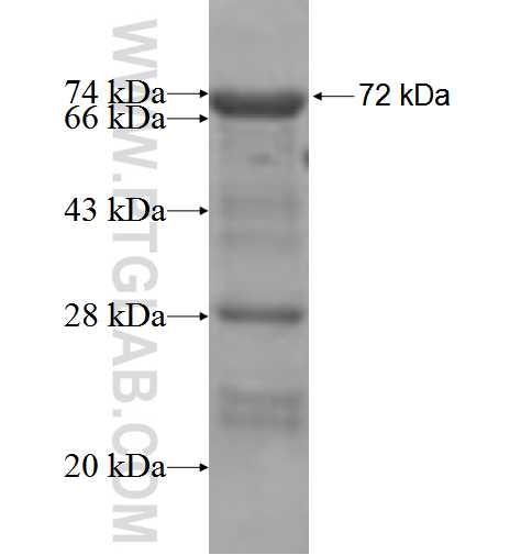 BNIPL fusion protein Ag3921 SDS-PAGE