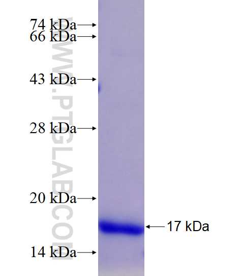 BNP fusion protein Ag28102 SDS-PAGE