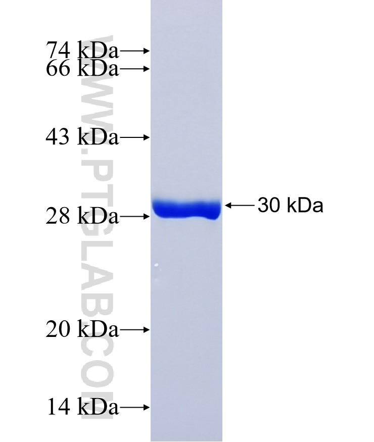 BNP fusion protein Ag37384 SDS-PAGE