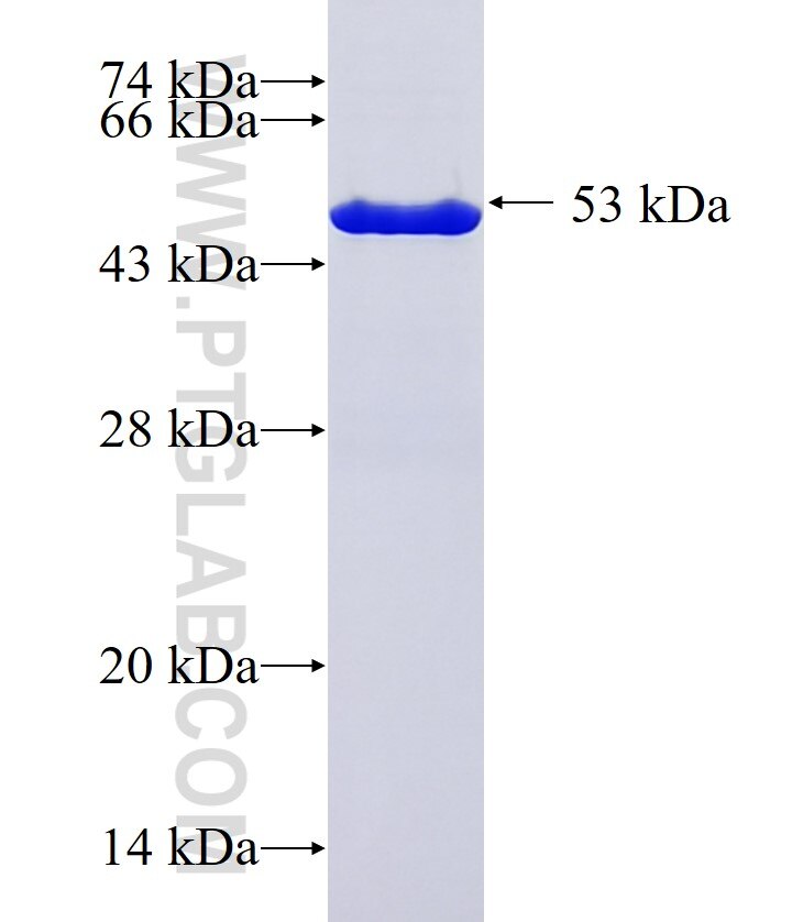BOC fusion protein Ag37231 SDS-PAGE BOC fusion protein Ag37231 SDS-PAGE