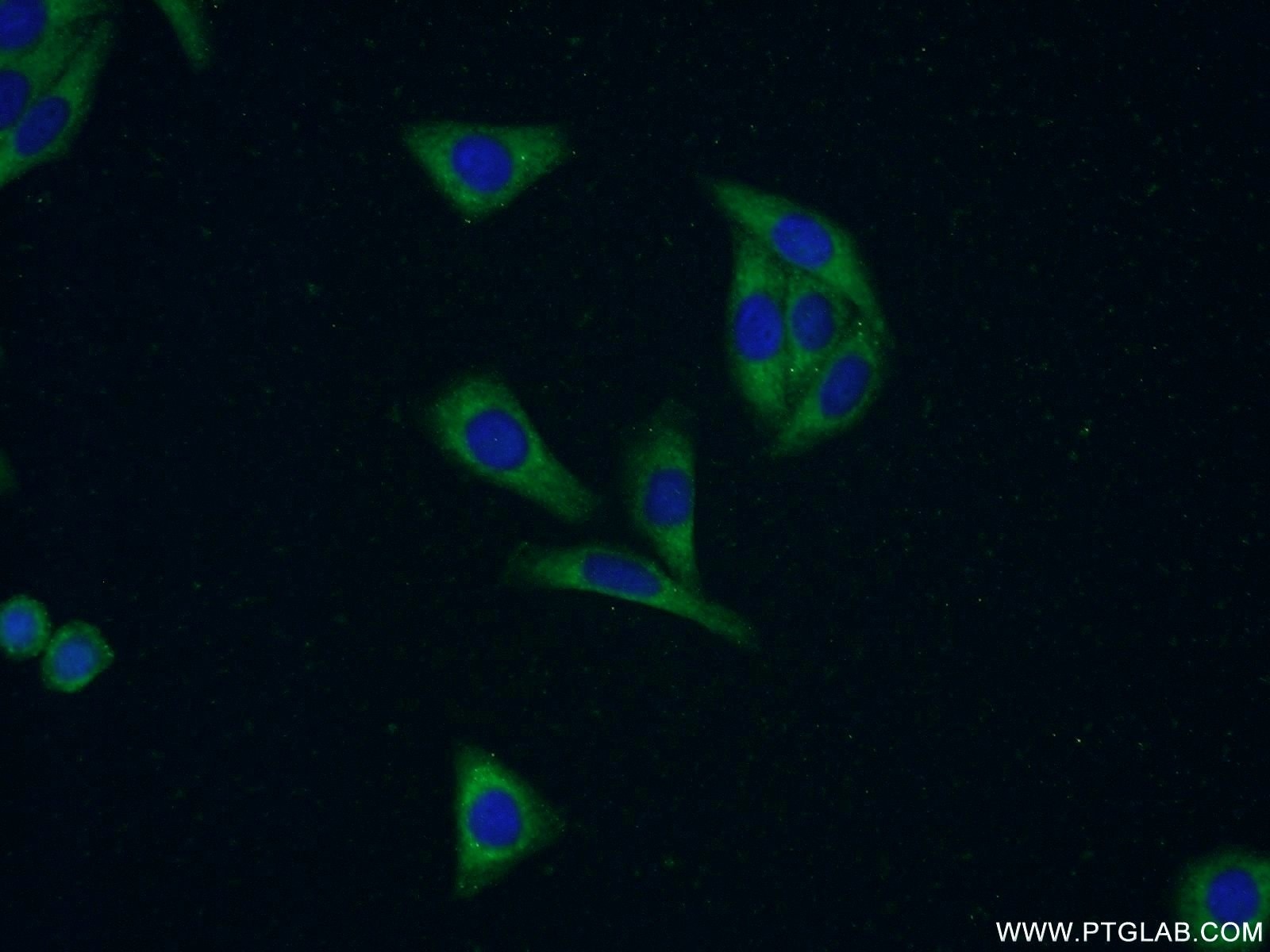 Immunofluorescence (IF) / fluorescent staining of HepG2 cells using BOLA1 Polyclonal antibody (18017-1-AP)