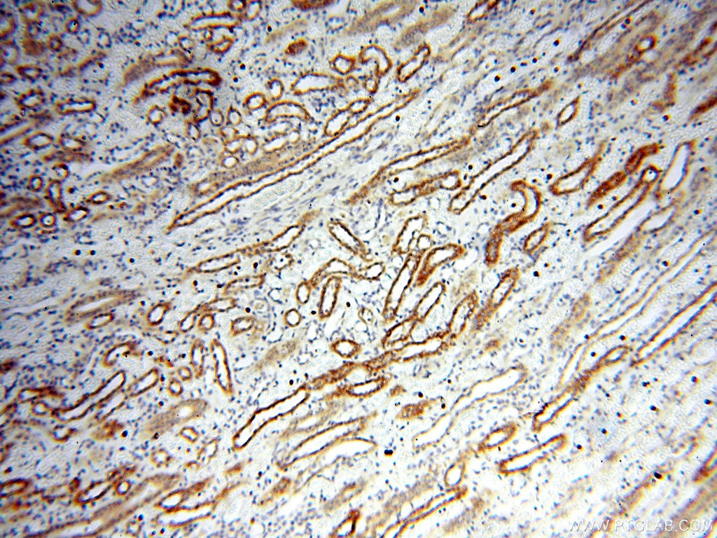 Immunohistochemistry (IHC) staining of human kidney tissue using BOLA1 Polyclonal antibody (18017-1-AP)