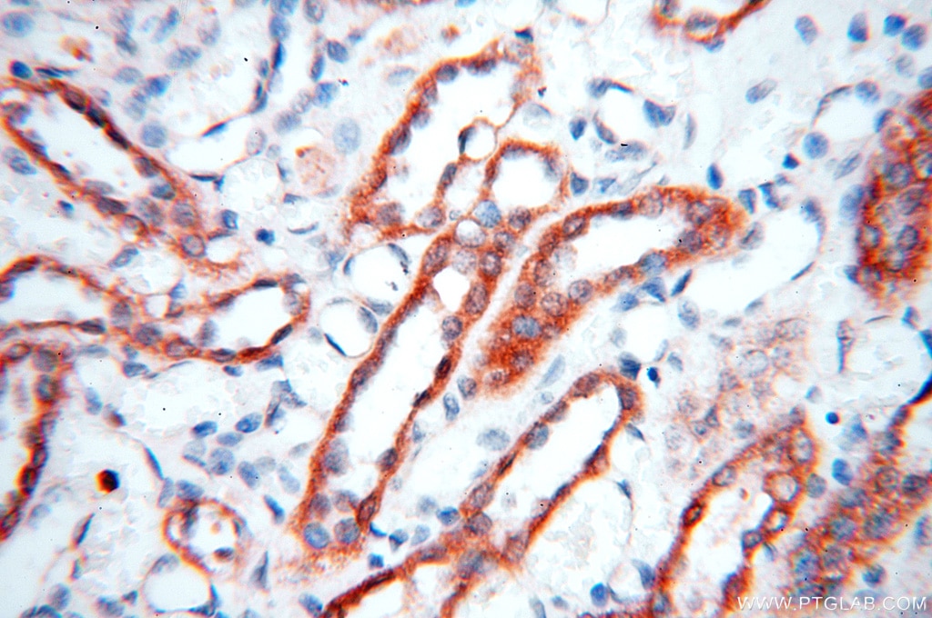 Immunohistochemistry (IHC) staining of human kidney tissue using BOLA1 Polyclonal antibody (18017-1-AP)