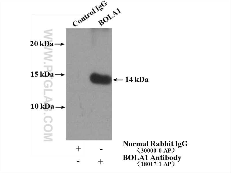 Immunoprecipitation (IP) experiment of HepG2 cells using BOLA1 Polyclonal antibody (18017-1-AP)