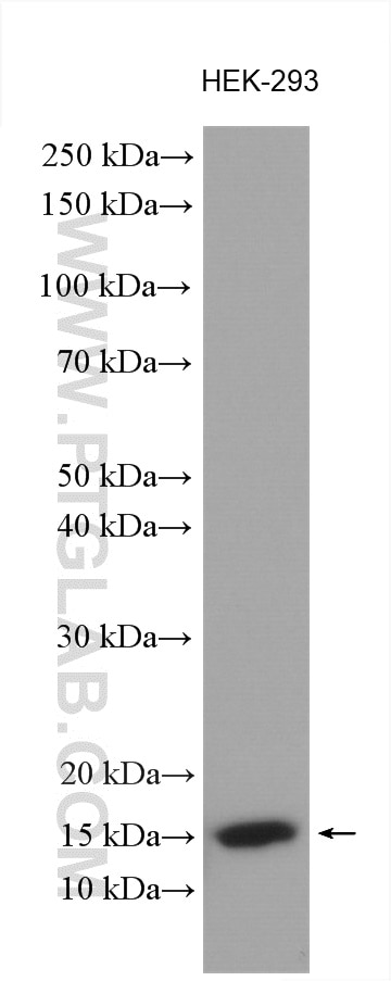 Western Blot (WB) analysis of various lysates using BOLA1 Polyclonal antibody (18017-1-AP)