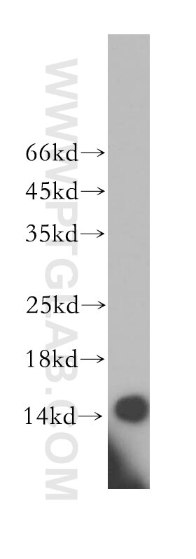 Western Blot (WB) analysis of HepG2 cells using BOLA1 Polyclonal antibody (18017-1-AP)