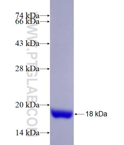 BOLA1 fusion protein Ag12565 SDS-PAGE