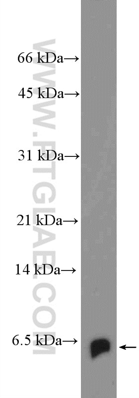Western Blot (WB) analysis of HepG2 cells using BOLA2 Polyclonal antibody (26080-1-AP)