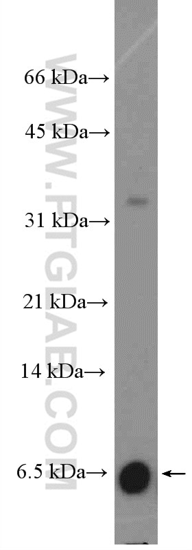 Western Blot (WB) analysis of human testis tissue using BOLA2 Polyclonal antibody (26080-1-AP)