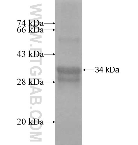 BOLA3 fusion protein Ag12820 SDS-PAGE