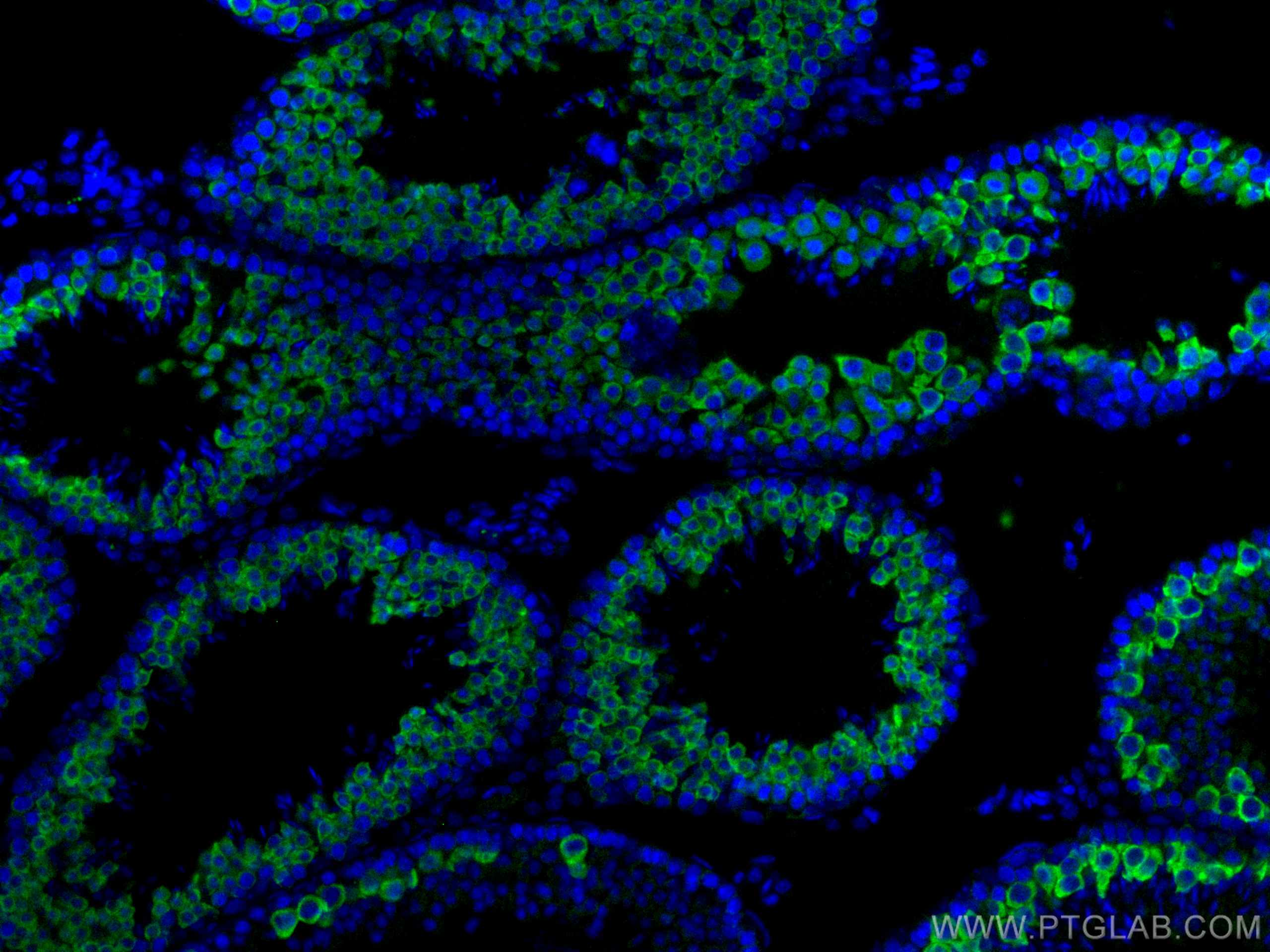 Immunofluorescence (IF) / fluorescent staining of mouse testis tissue using BOULE Polyclonal antibody (13720-1-AP)
