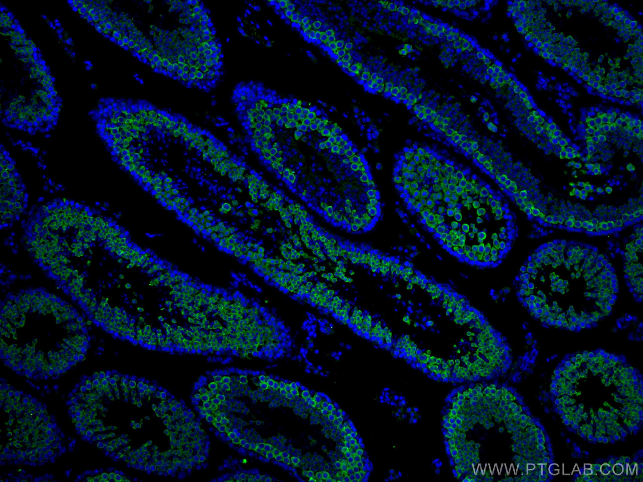 Immunofluorescence (IF) / fluorescent staining of mouse testis tissue using BOULE Polyclonal antibody (13720-1-AP)