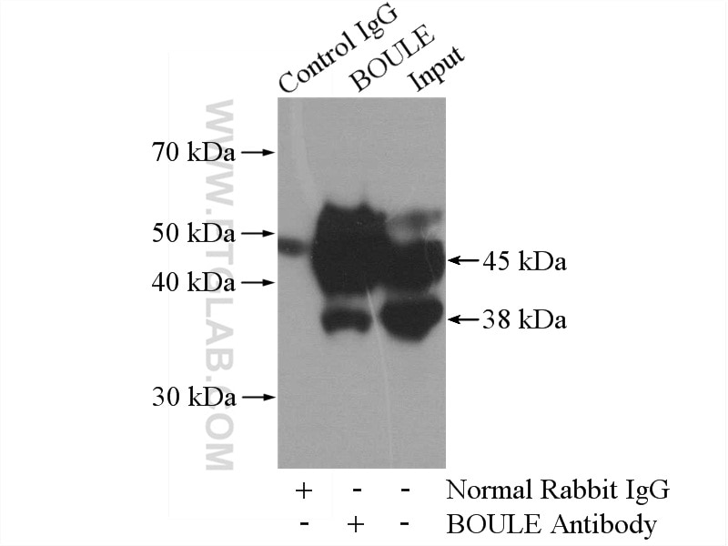 Immunoprecipitation (IP) experiment of mouse testis tissue using BOULE Polyclonal antibody (13720-1-AP)