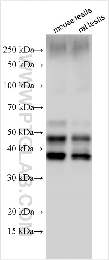 Western Blot (WB) analysis of various lysates using BOULE Polyclonal antibody (13720-1-AP)
