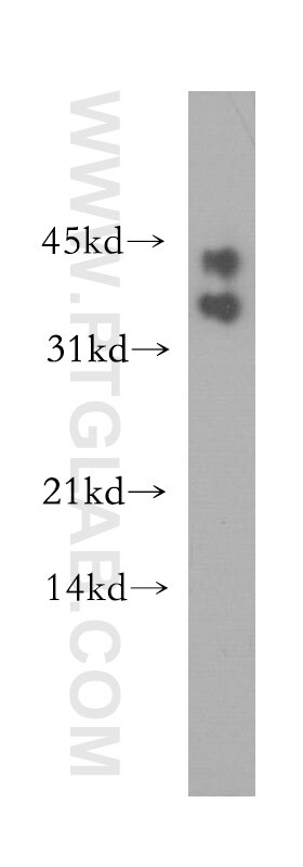Western Blot (WB) analysis of mouse testis tissue using BOULE Polyclonal antibody (13720-1-AP)