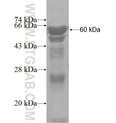 BOLL fusion protein Ag4662 SDS-PAGE