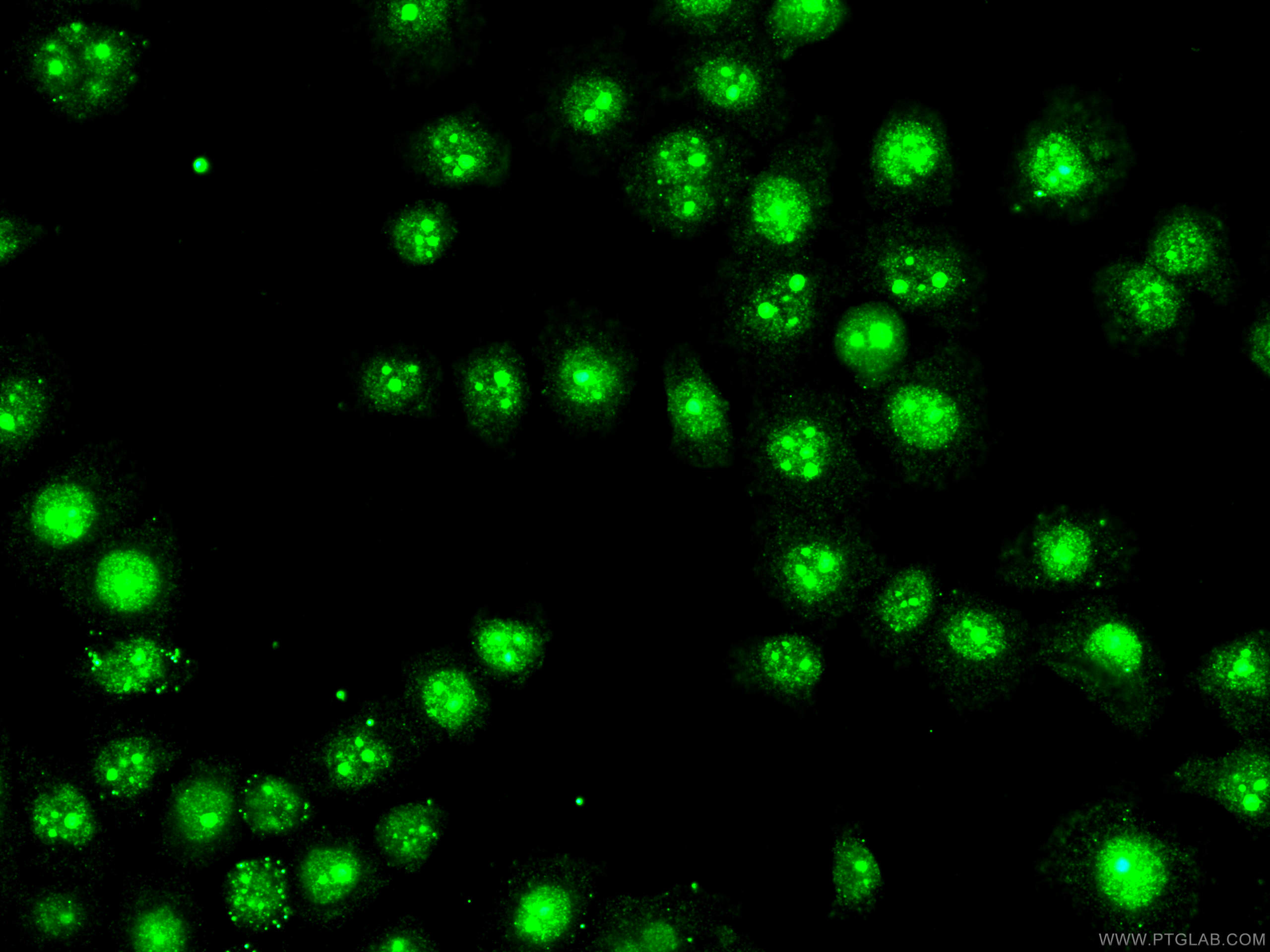 Immunofluorescence (IF) / fluorescent staining of PC-3 cells using BOP1 Polyclonal antibody (28366-1-AP)