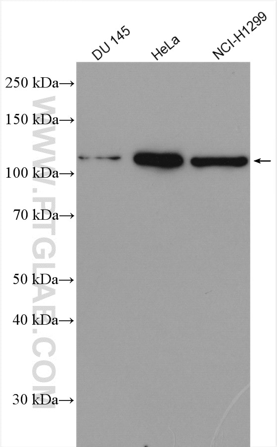 Western Blot (WB) analysis of various lysates using BOP1 Polyclonal antibody (28366-1-AP)