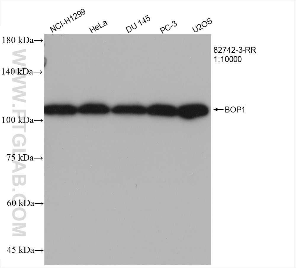 Western Blot (WB) analysis of various lysates using BOP1 Recombinant antibody (82742-3-RR)