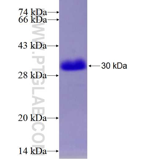 BOP1 fusion protein Ag26669 SDS-PAGE