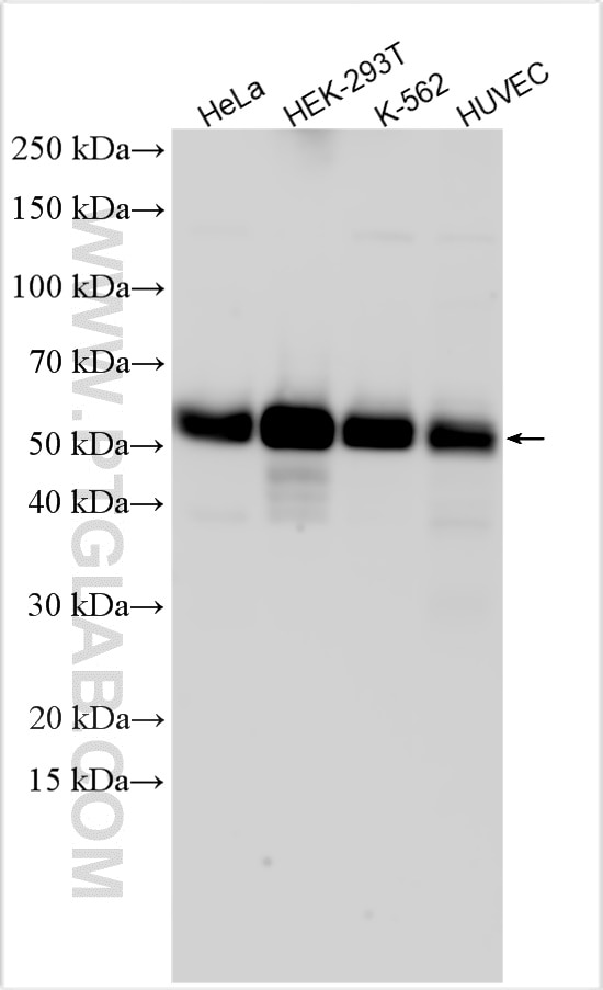 Western Blot (WB) analysis of various lysates using BORG5/CDC42EP1 Polyclonal antibody (27904-1-AP)
