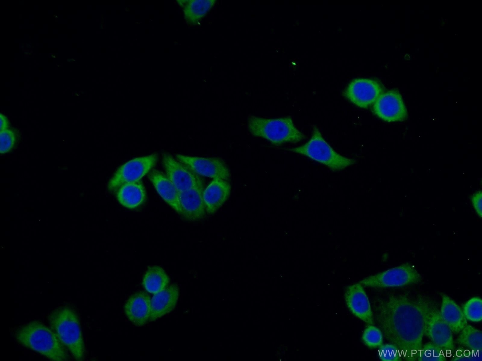 Immunofluorescence (IF) / fluorescent staining of HeLa cells using BORIS Polyclonal antibody (11074-2-AP)