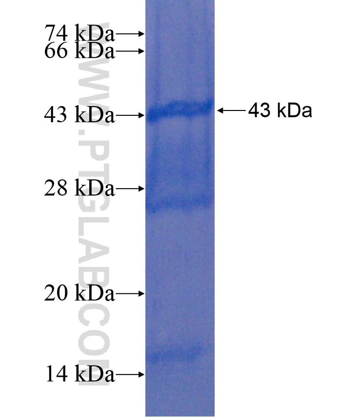 BORIS fusion protein Ag17551 SDS-PAGE
