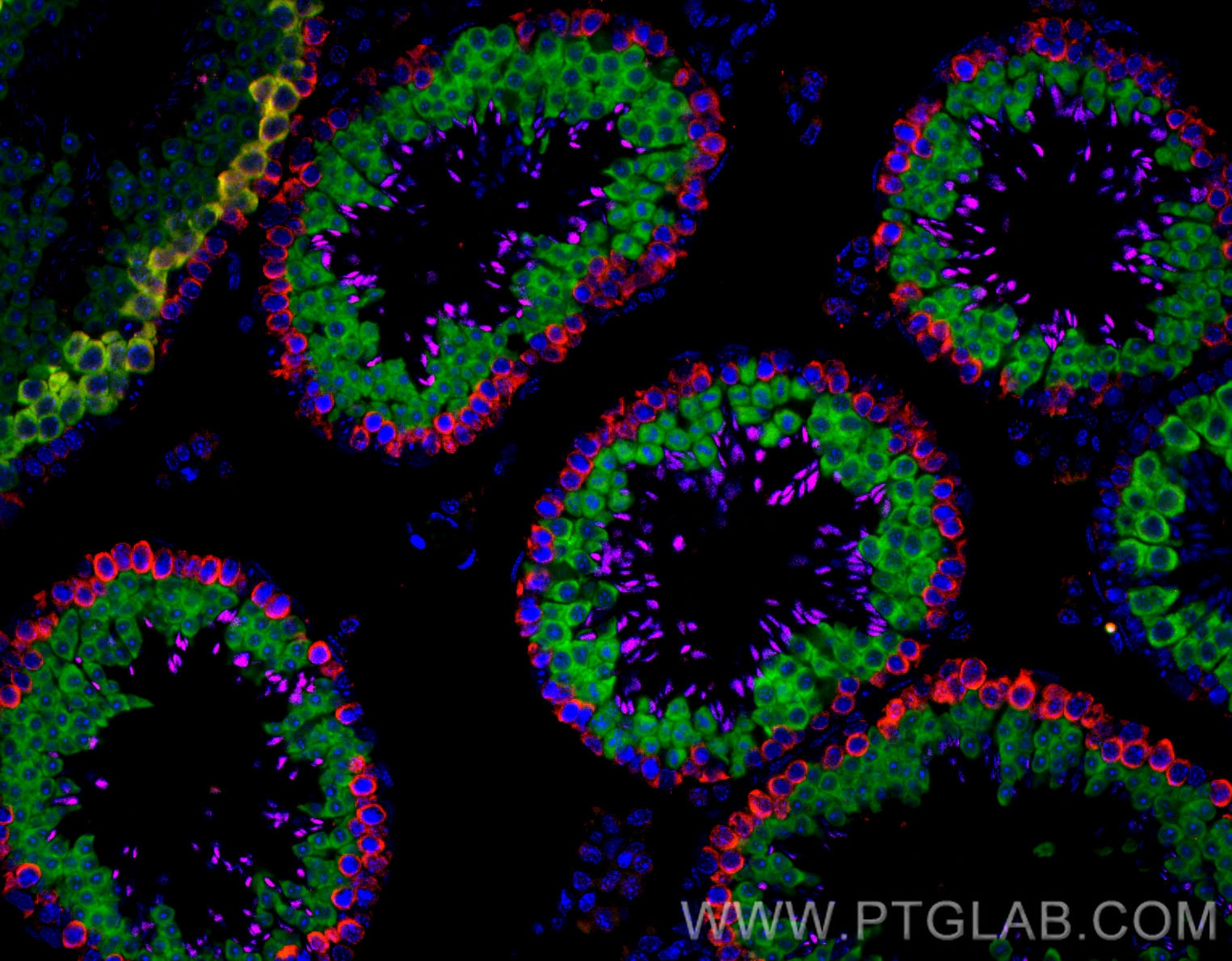 Immunofluorescence (IF) / fluorescent staining of mouse testis tissue using CoraLite® Plus 488-conjugated BOULE Polyclonal ant (CL488-13720)