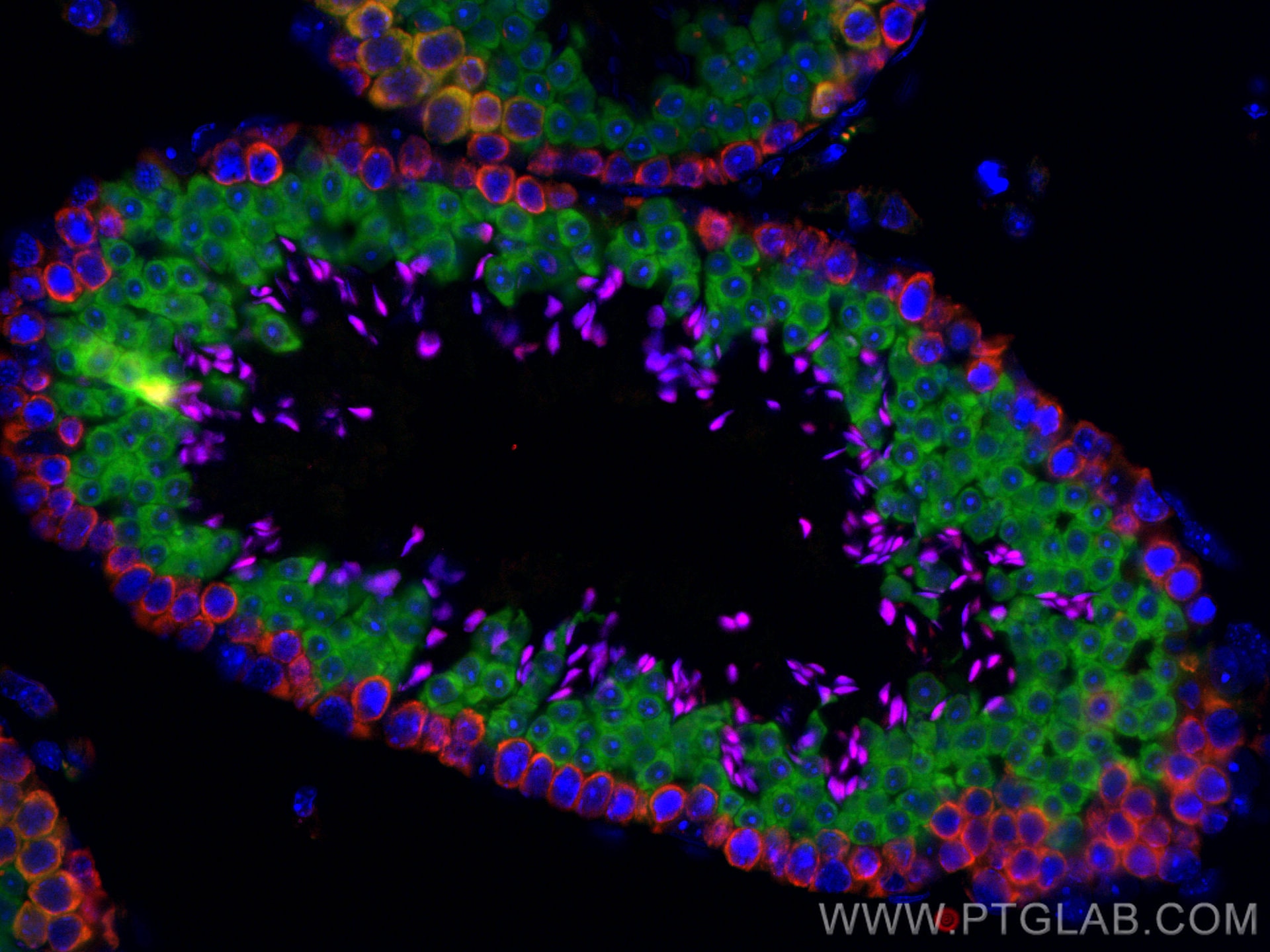 Immunofluorescence (IF) / fluorescent staining of mouse testis tissue using CoraLite® Plus 488-conjugated BOULE Polyclonal ant (CL488-13720)