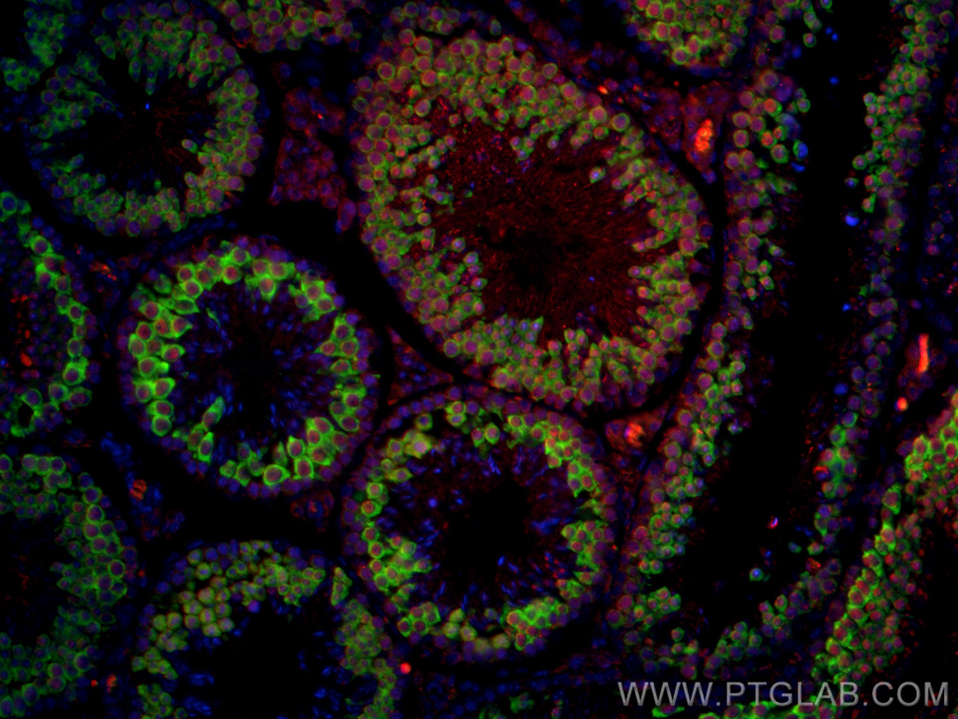 IF Staining of mouse testis using CL488-13720
