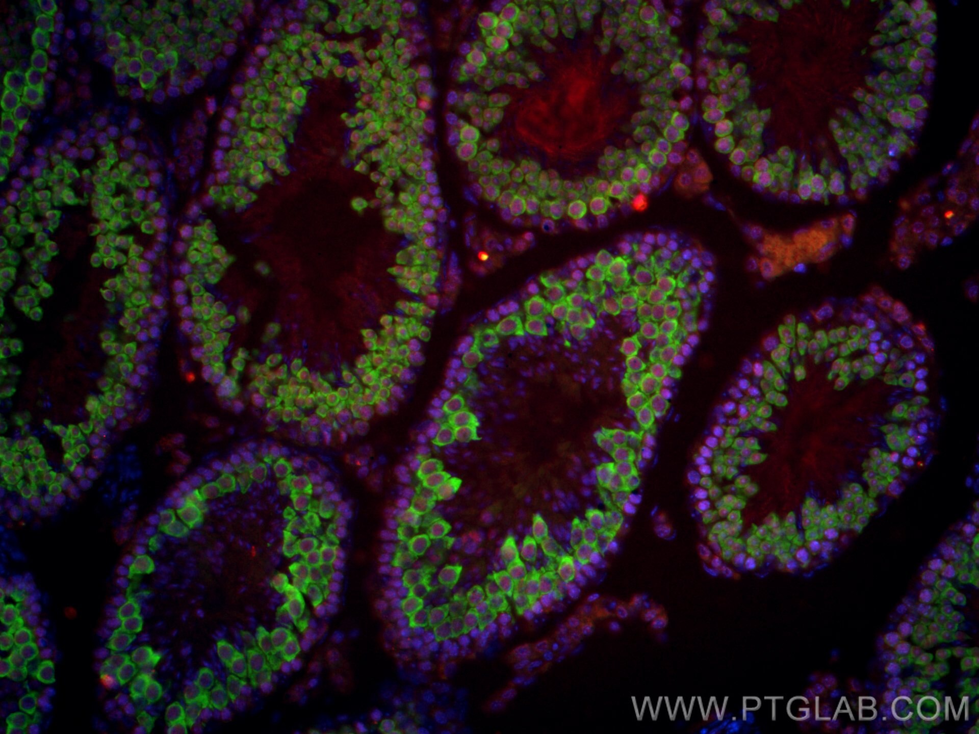 IF Staining of mouse testis using CL488-13720