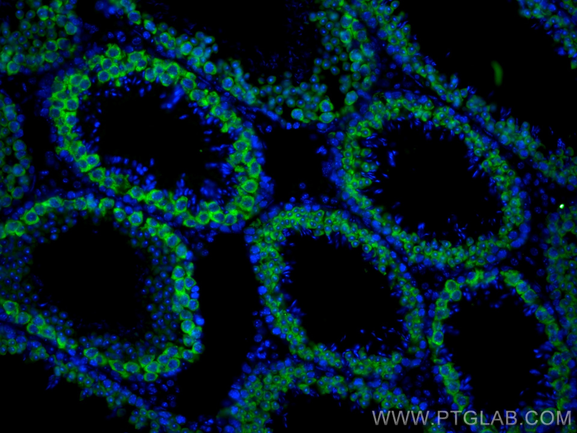 Immunofluorescence (IF) / fluorescent staining of mouse testis tissue using CoraLite® Plus 488-conjugated BOULE Polyclonal ant (CL488-13720)