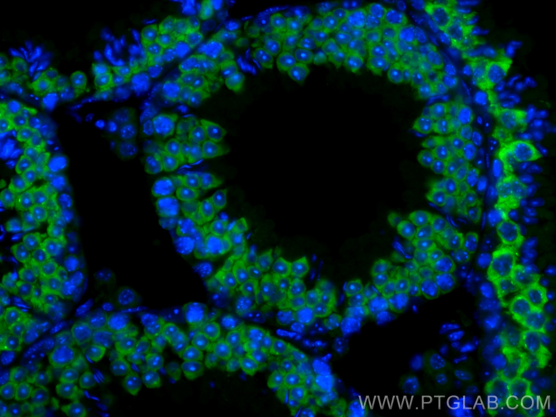 Immunofluorescence (IF) / fluorescent staining of mouse testis tissue using CoraLite® Plus 488-conjugated BOULE Polyclonal ant (CL488-13720)