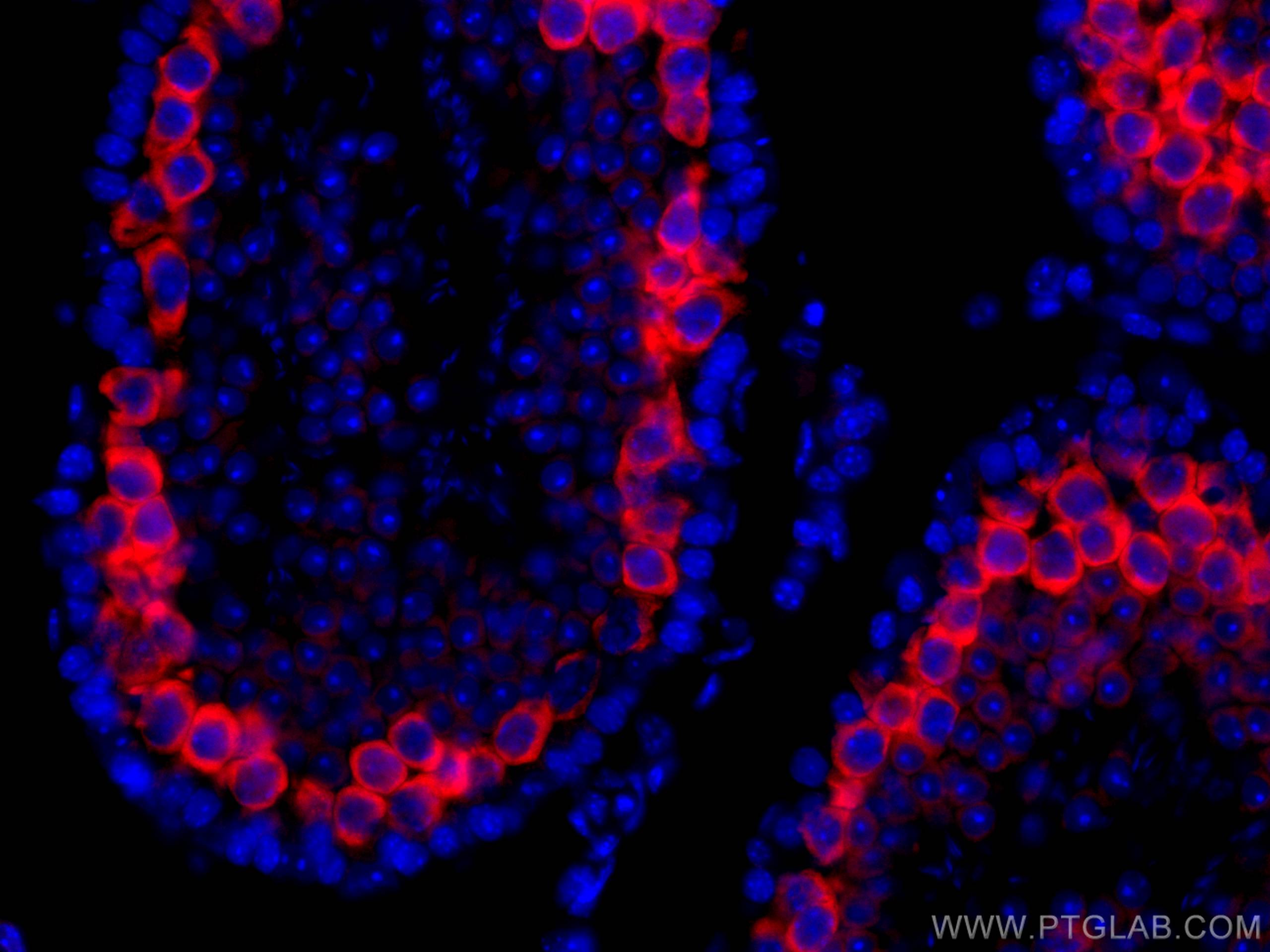 Immunofluorescence (IF) / fluorescent staining of mouse testis tissue using CoraLite®594-conjugated BOULE Polyclonal antibody (CL594-13720)