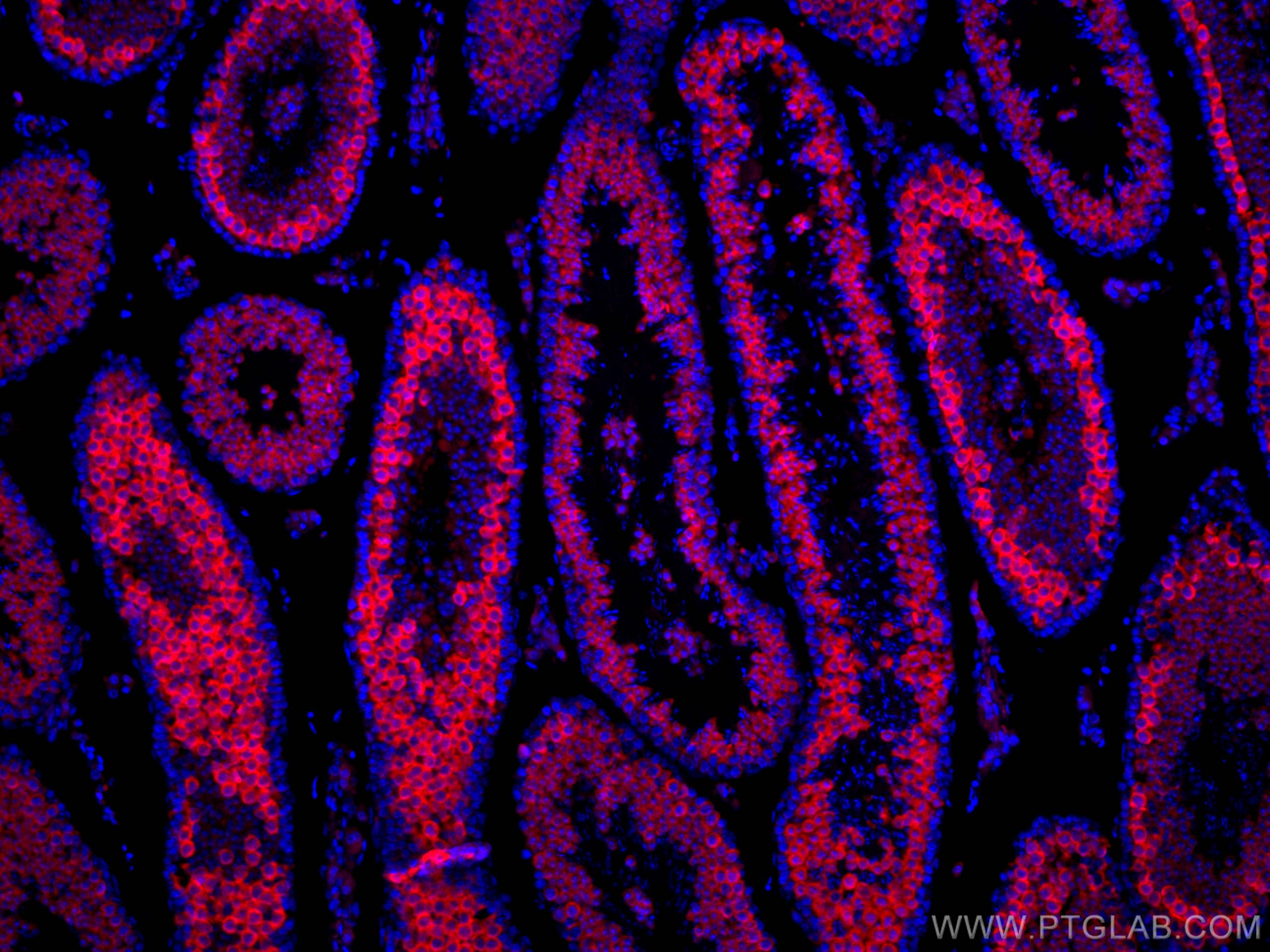 Immunofluorescence (IF) / fluorescent staining of mouse testis tissue using CoraLite®594-conjugated BOULE Polyclonal antibody (CL594-13720)